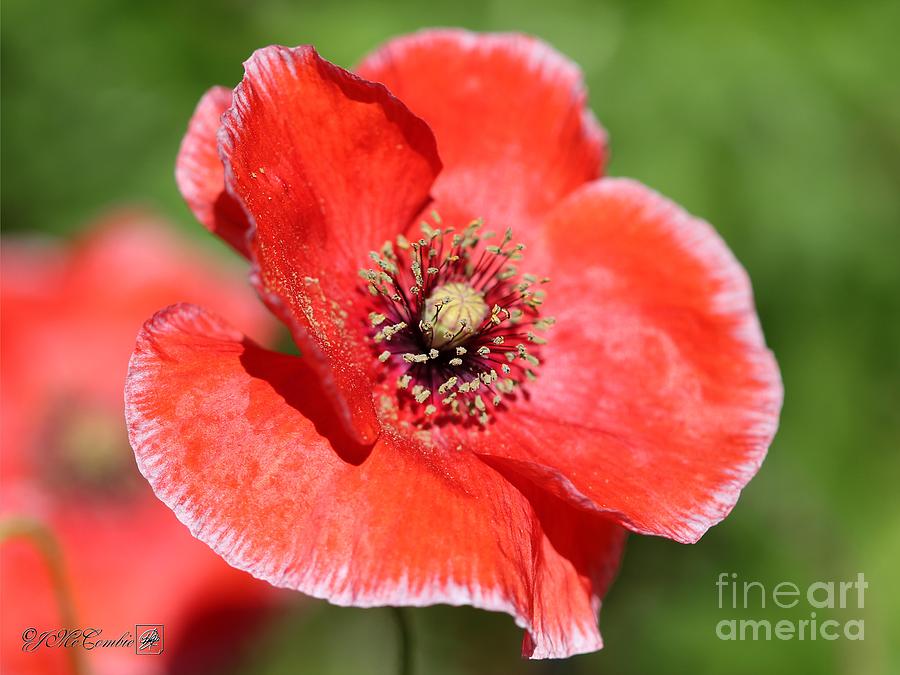 Coral Red and White Poppy from the Angels Choir Mix #2 Photograph by J McCombie