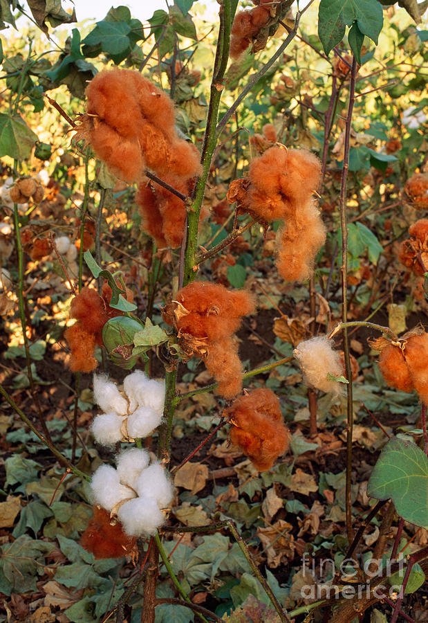 Cotton Bolls #3 Photograph by Inga Spence