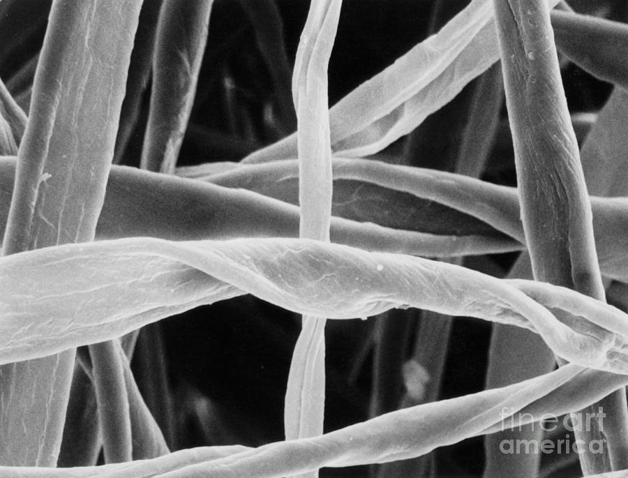 Cotton Fibers #3 Photograph by Science Source