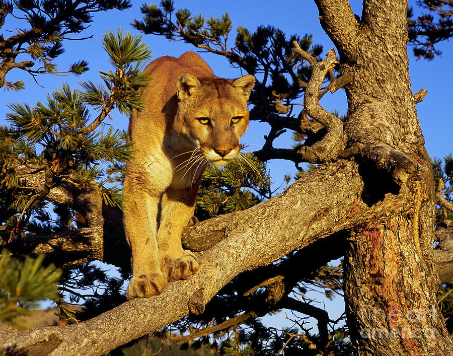 Cougar #3 Photograph by Dennis Hammer