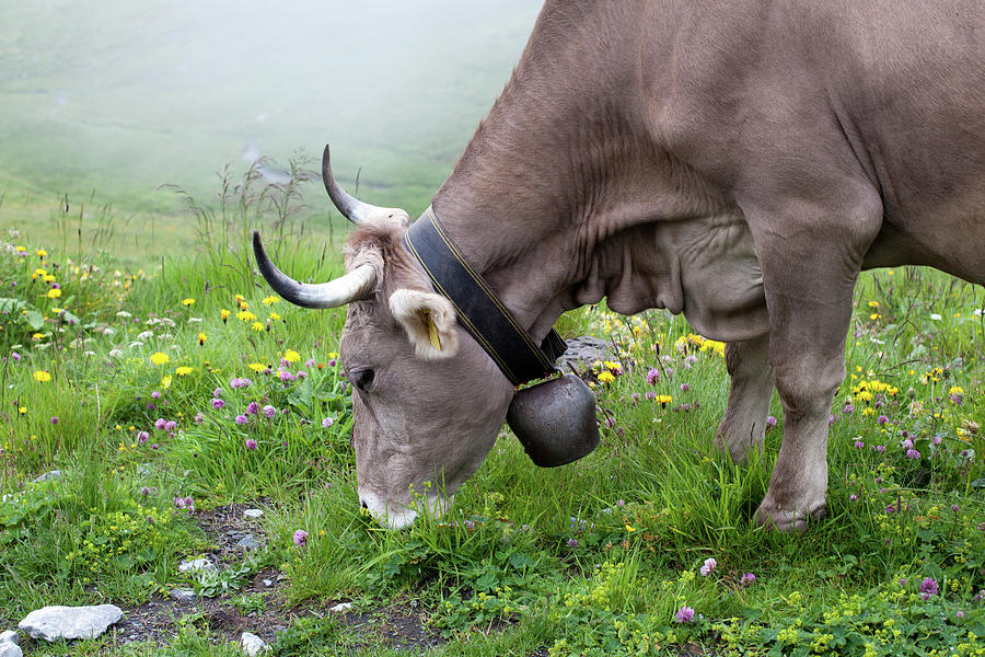 Cow with Bell #2 Photograph by Aivar Mikko
