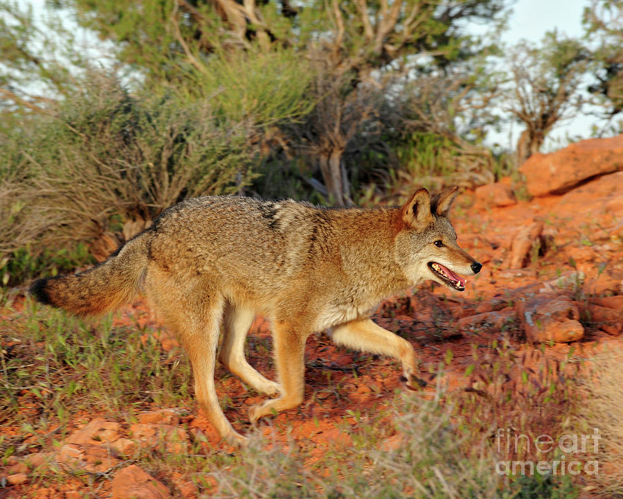 Coyote Photograph