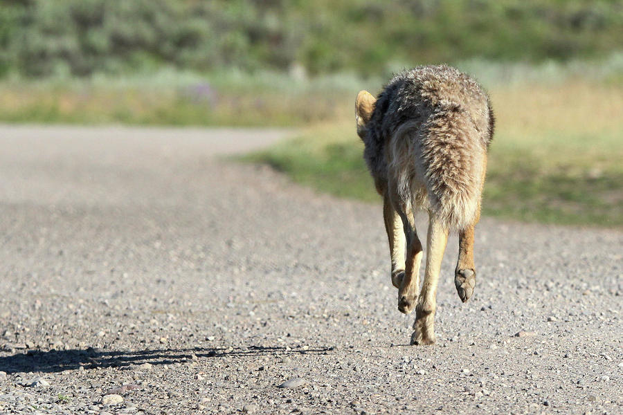 Coyote Yellowstone USA #3 Photograph by Bob Savage