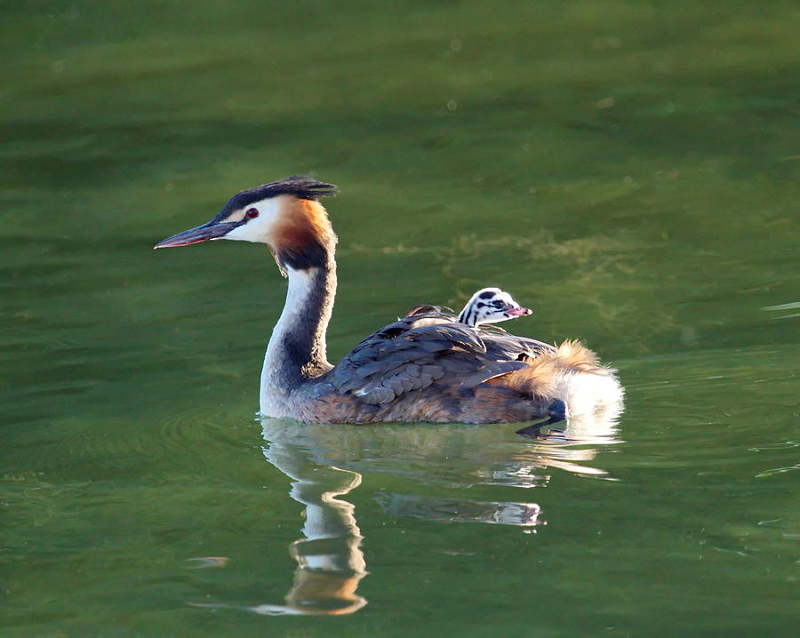 Crested grebe, podiceps cristatus, duck and baby #3 Photograph by Elenarts - Elena Duvernay photo