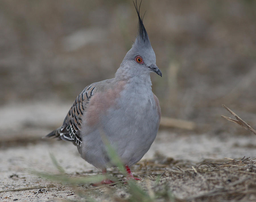 Crested pigeon #3 Photograph by Masami Iida