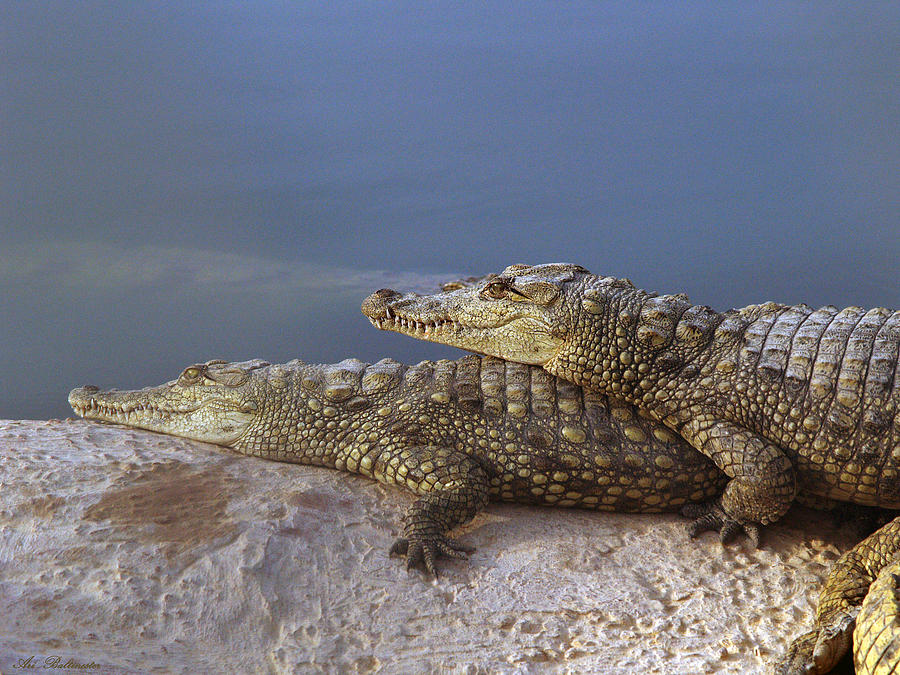 Crocodile Photograph - Crocodile resting #3 by Arik Baltinester