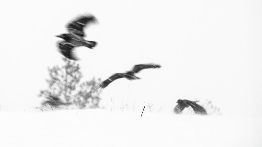 Crow Photograph - 3 Crows by Kolbein Svensson Crow Photograph - 3 Crows by Kolbein Svensson