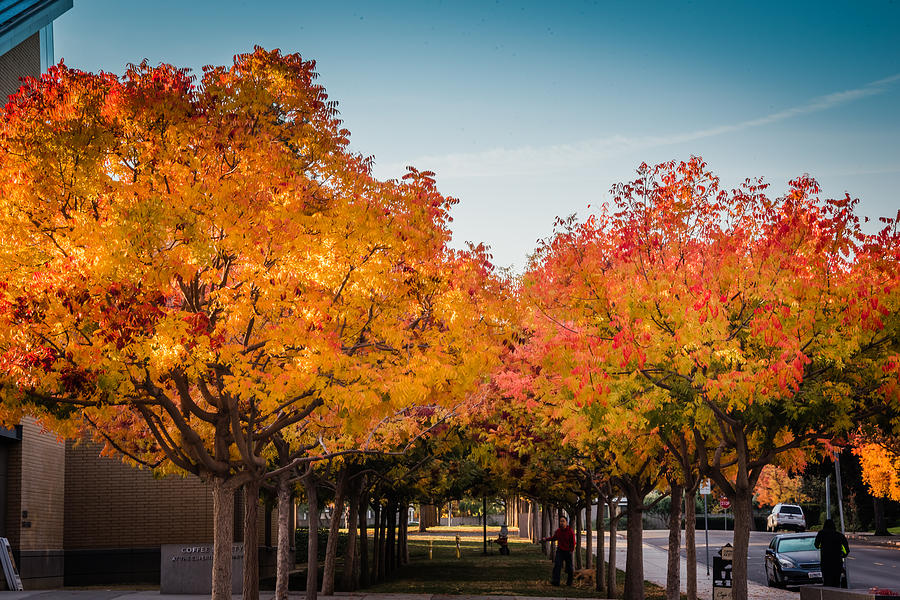 Cupertino Fall Photograph by Jayasimha Nuggehalli Fine Art America