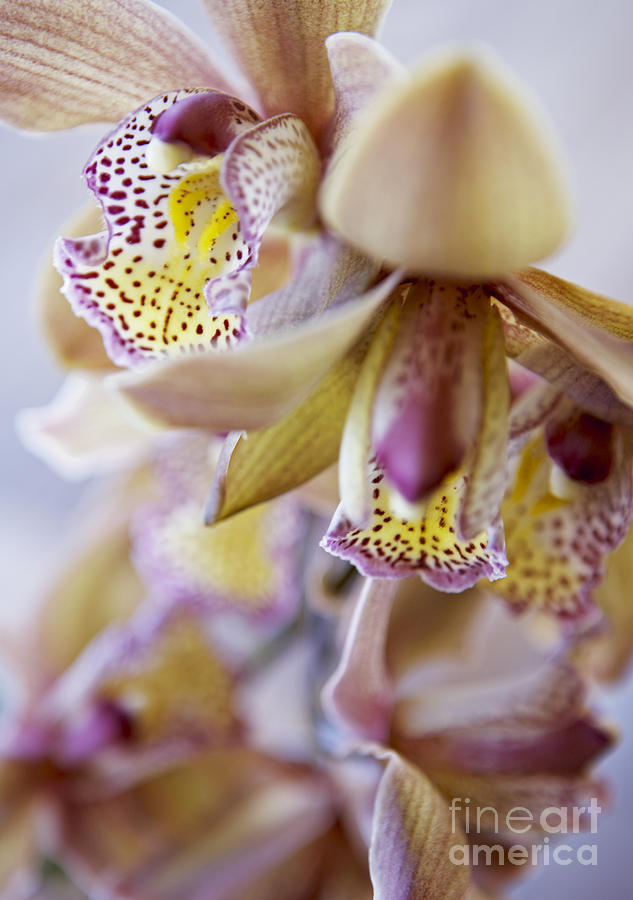 Cymbidium Orchid Flower #3 Photograph by Kyle Rothenborg - Printscapes