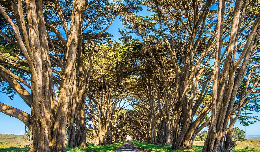 Cypres Tree Tunnel At Point Reyes  National Seashore #3 Photograph by Alex Grichenko