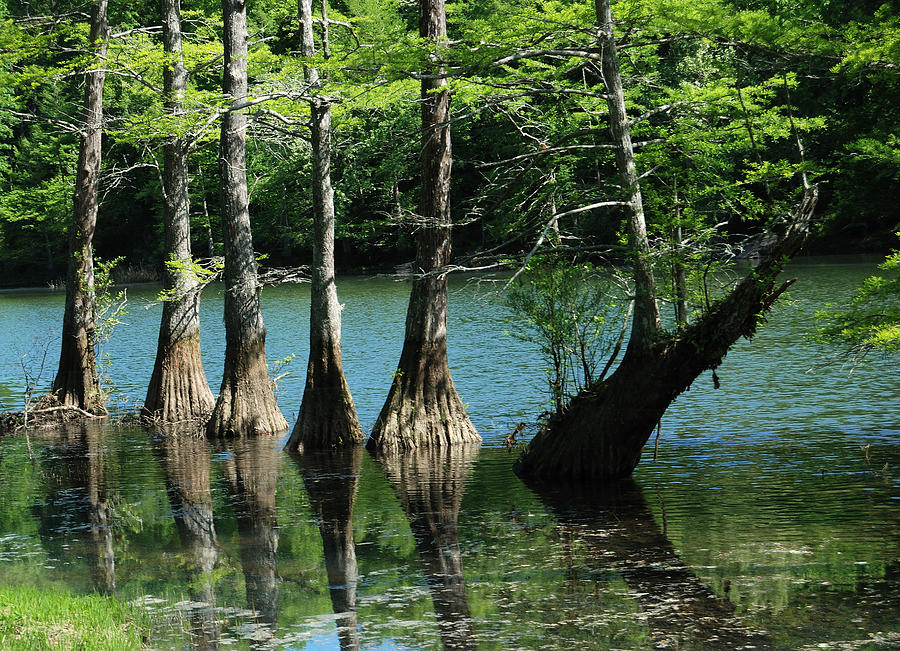 Cypress trees Reflection #3 Photograph by Iris Greenwell
