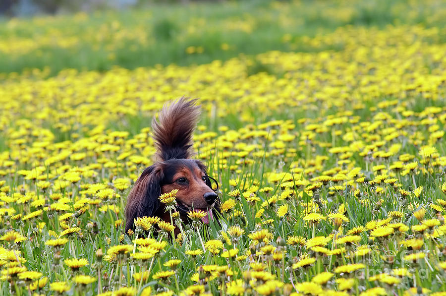 Dachshund on the dandelions meadow #3 Photograph by Michal Boubin