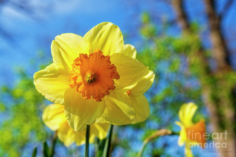 Daffodil #3 Photograph by David Arment