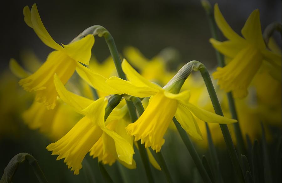 Spring Digital Art - Daffodil #3 by Super Lovely