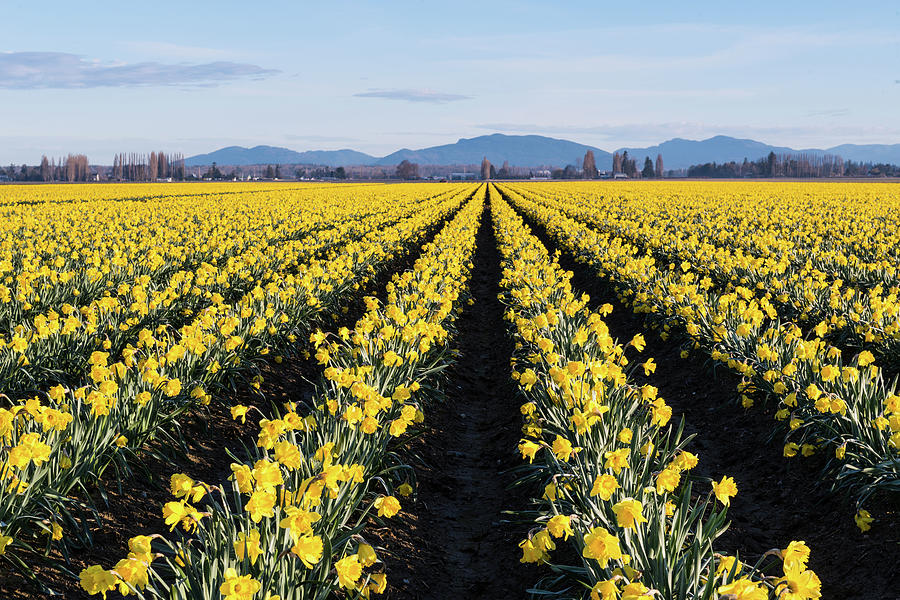 Daffodils In Skagit Valley #3 Digital Art by Michael Lee
