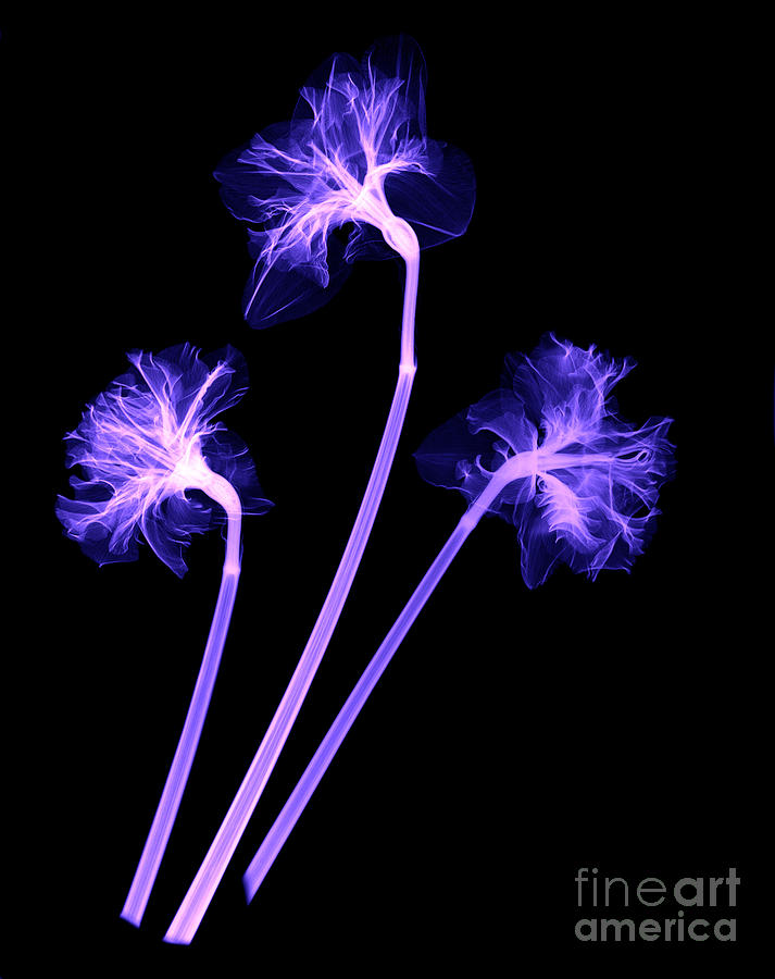 Daffodils #3 Photograph by Ted Kinsman