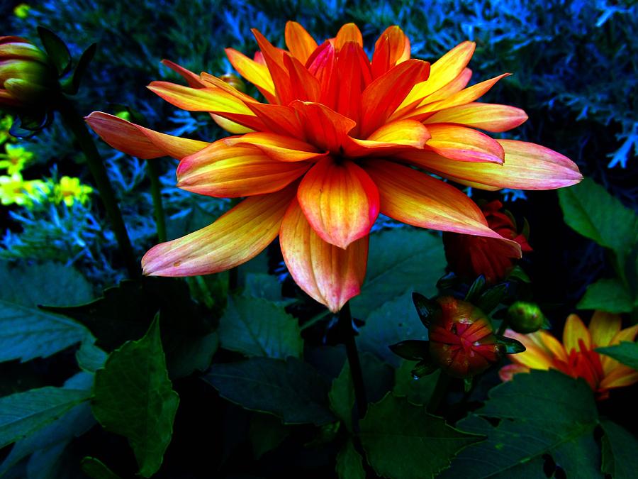 Flower Photograph - Dahlia  #5 by Cesar Vieira