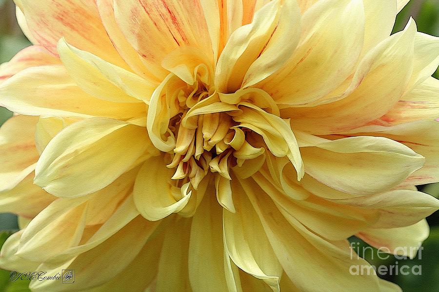 Dahlia named Advance #2 Painting by J McCombie