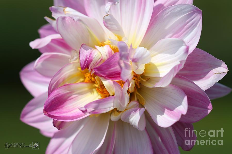 Dahlia named Pink Attraction #4 Photograph by J McCombie