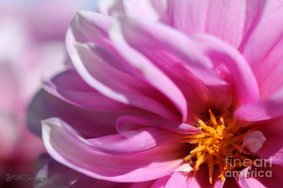 Dahlia named Priceless Pink #4 Photograph by J McCombie