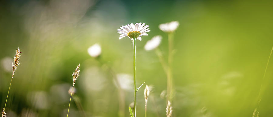 Daisy Flower Bloom On A Meadow In Summer #3 Photograph by Alex Grichenko