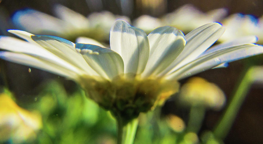 Spring Photograph - Daisy Flower #3 by Cesar Vieira