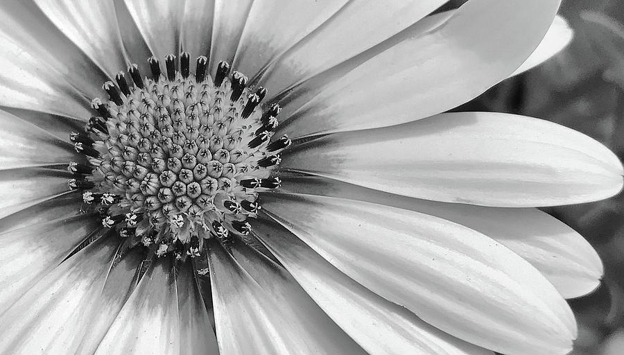 Daisy in Black and White #5 Photograph by Bruce Bley