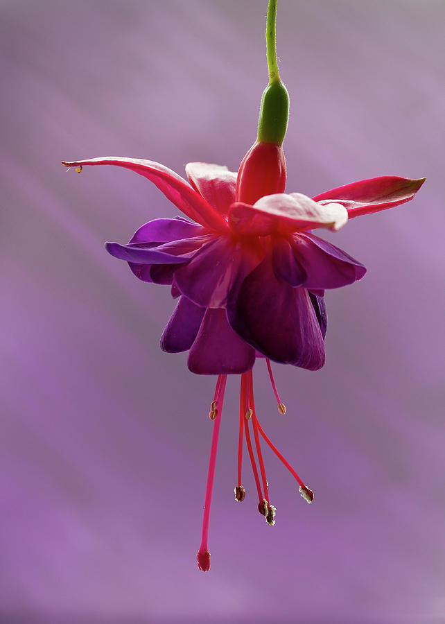 Dance of the Fuschia #3 Photograph by Shirley Mitchell