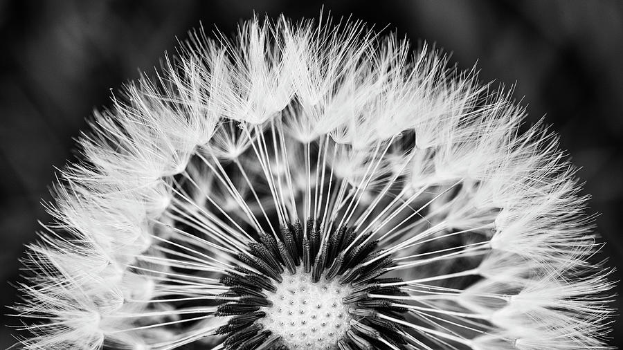 Dandelion art in black and white Photograph by Vishwanath Bhat