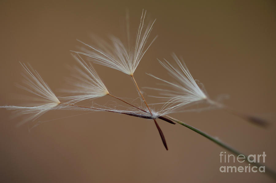 Dandelion Seeds Caught #3 Photograph by Jim Corwin