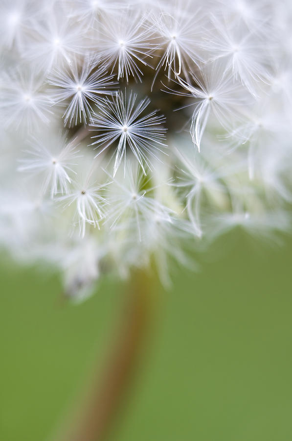 Spring Photograph - Dandelion #3 by Silke Magino