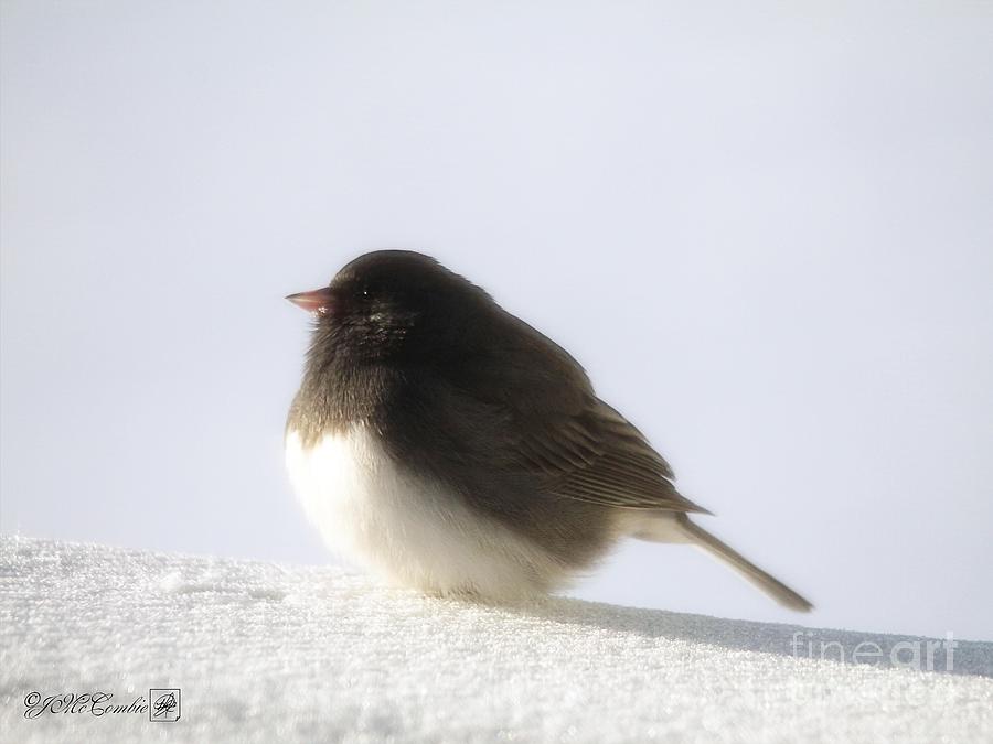 Dark-eyed Junco - Slate-colored race #3 Photograph by J McCombie