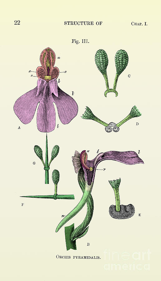 Darwins Orchis Pyramidalis, Illustration #3 Photograph by Science Source