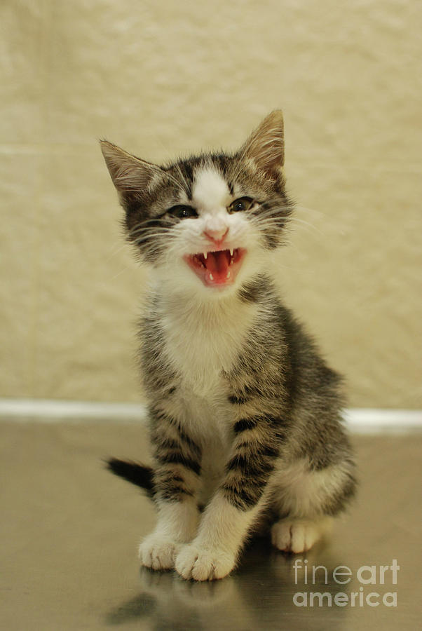 3 Day Old Kitten Photograph by Amir Paz - Fine Art America