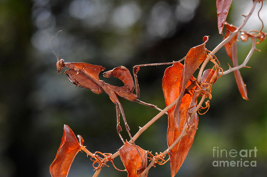 Dead Leaf Mantis #3 Photograph by Francesco Tomasinelli