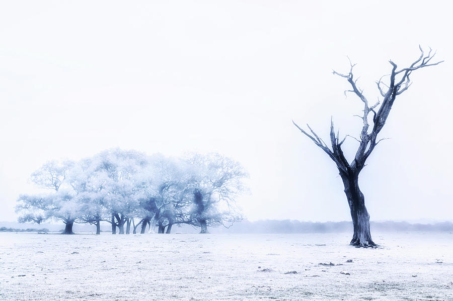 Dead Tree #3 Photograph by Joana Kruse