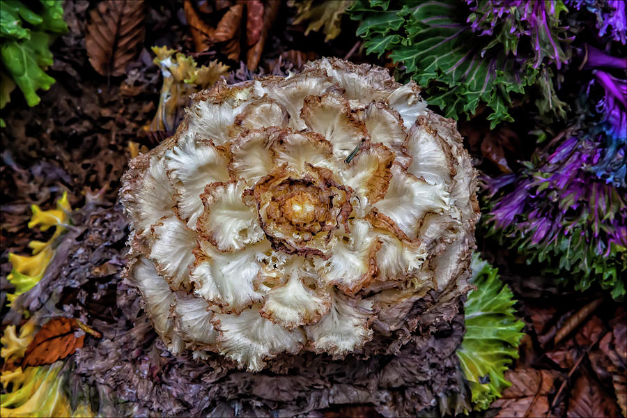 Decorative Cabbage #3 Photograph by Robert Ullmann