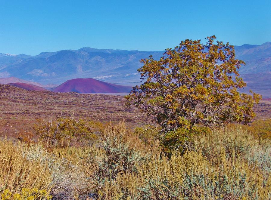 Desert Dry #3 Photograph by Marilyn Diaz