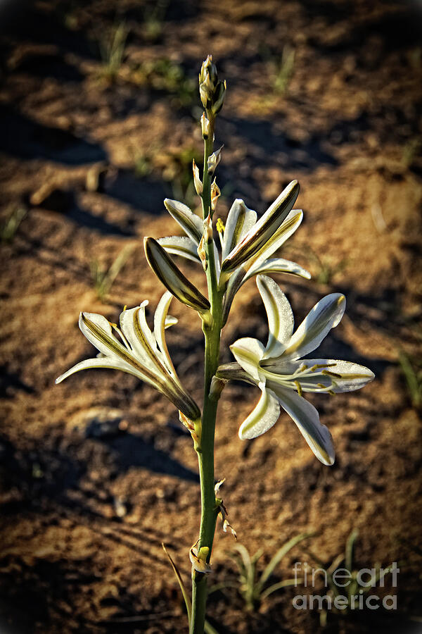 Desert Lily #3 Photograph by Robert Bales