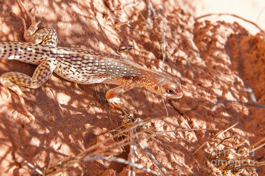 Desert Lizard #4 Photograph by David Arment