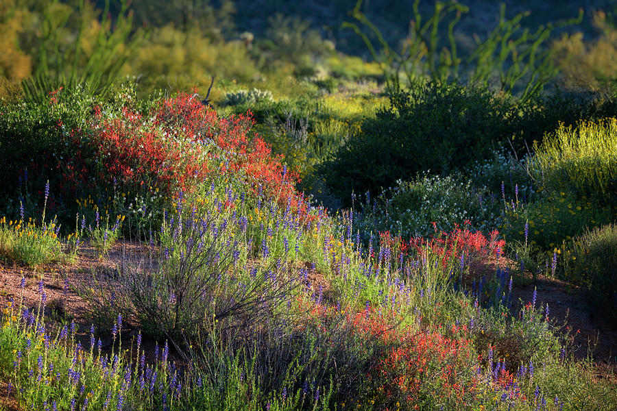 Desert Wildflowers  #3 Photograph by Saija Lehtonen