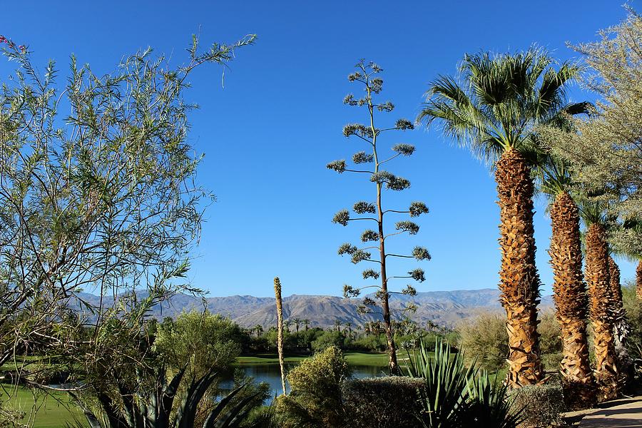 Desert Willow Golf Resort Photograph by Sally Falkenhagen - Pixels