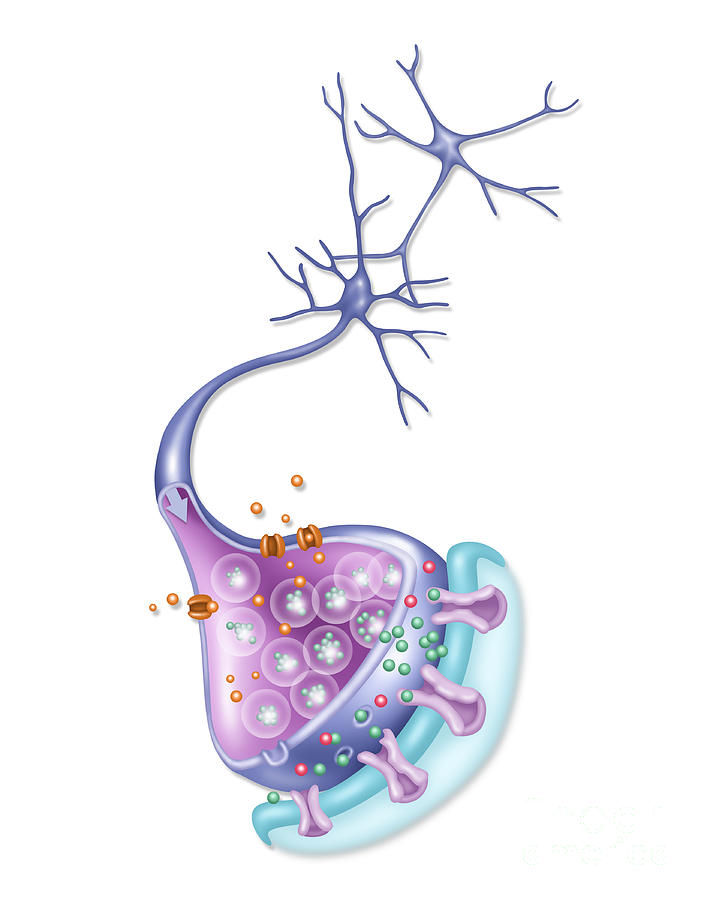 Detailed Neuron, Illustration #3 Photograph by Gwen Shockey