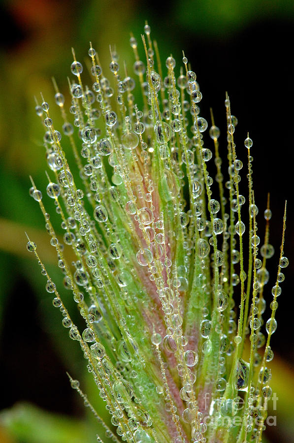 Dew Drops #3 Photograph by Marc Bittan