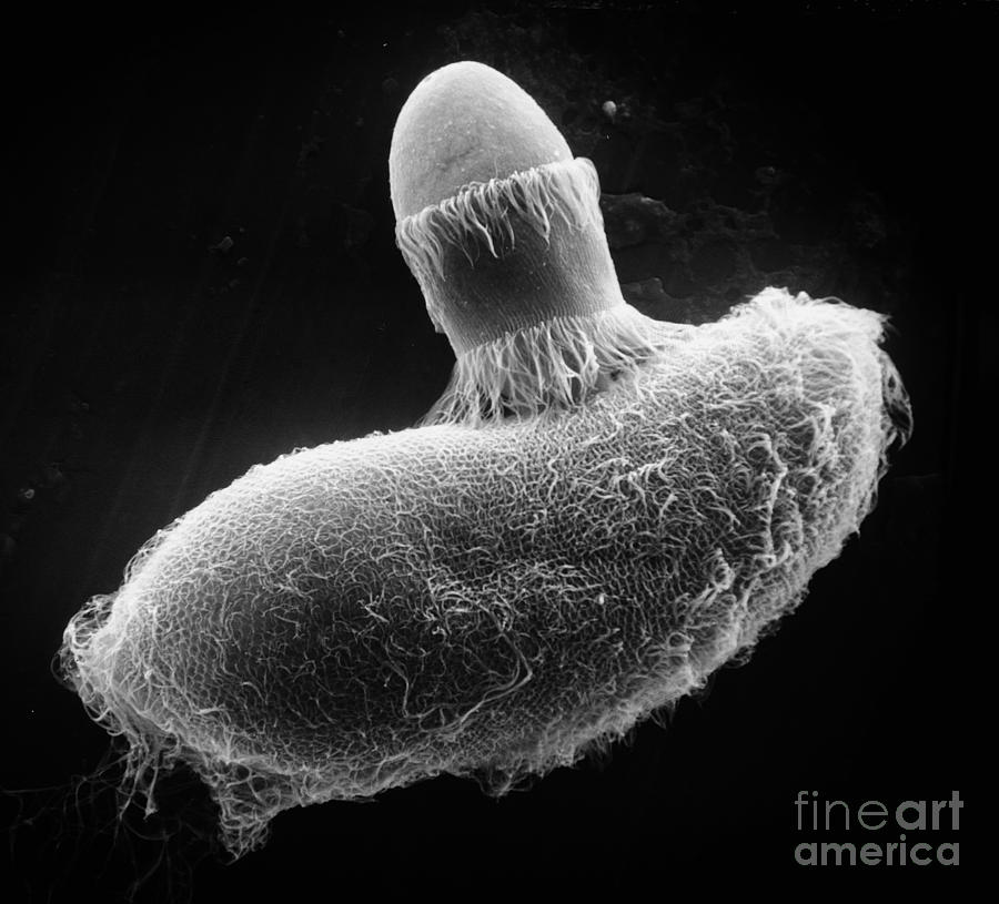 Didinium Attacking Paramecium SEM #3 Photograph by Greg Antipa
