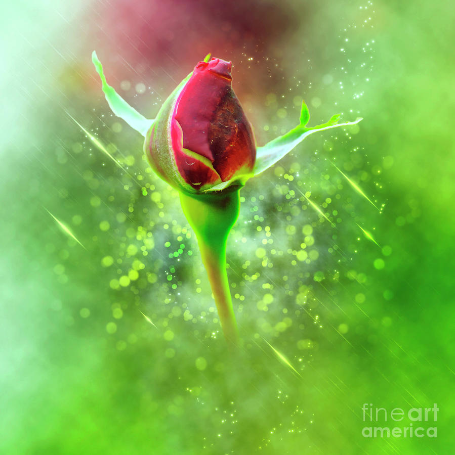 Digitally manipulated red Rose bud #3 Photograph by Humorous Quotes