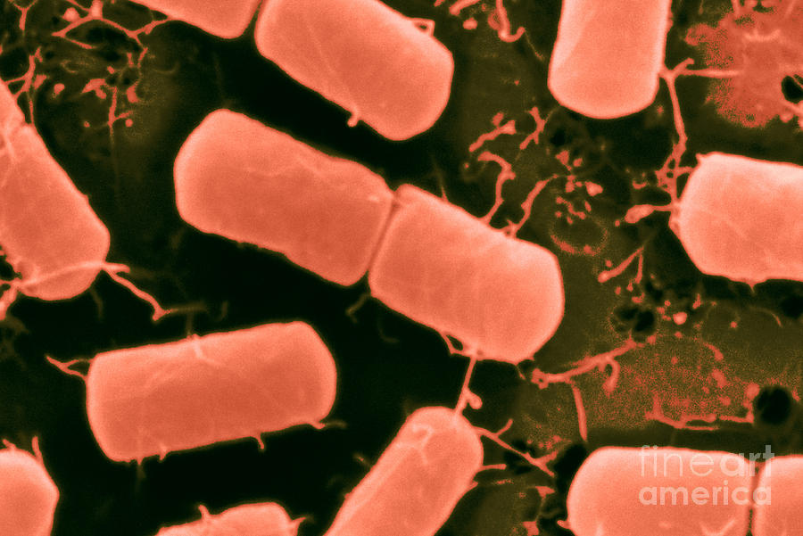 Dividing Bacteria #3 Photograph by Scimat