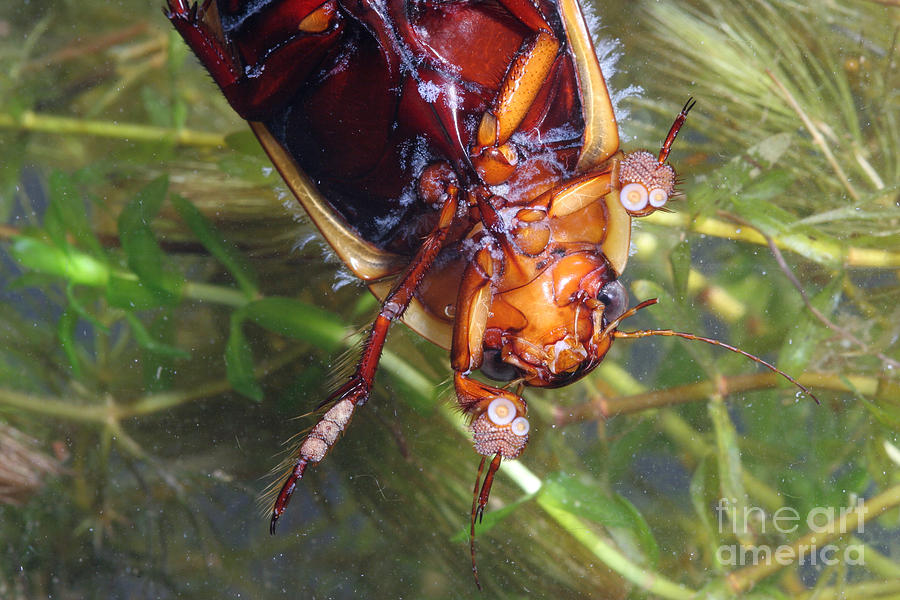 Diving Beetle #3 Photograph by Ted Kinsman