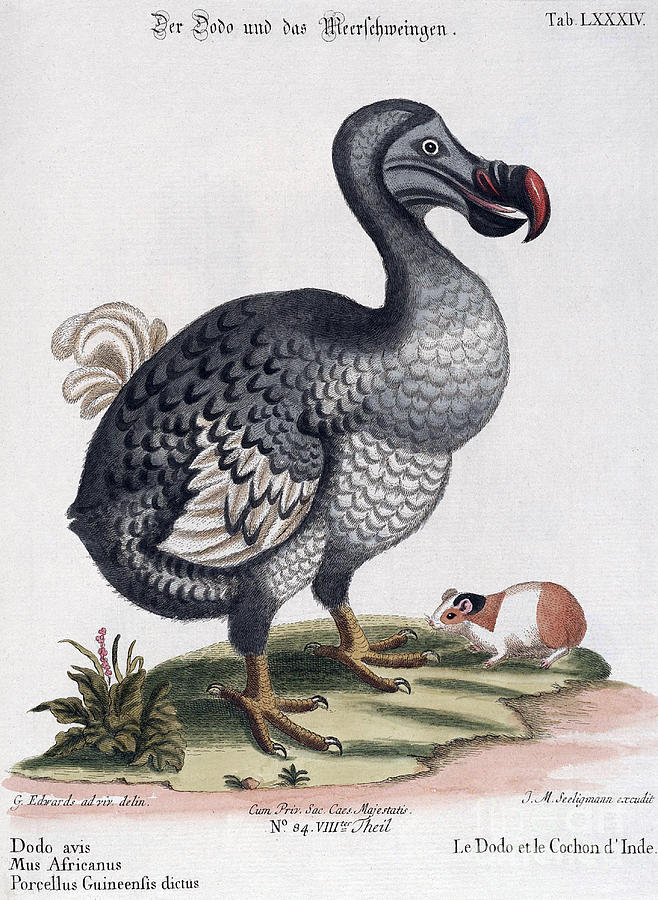 Dodo Bird Raphus Cucullatus, Extinct #3 Photograph by Biodiversity Heritage Library