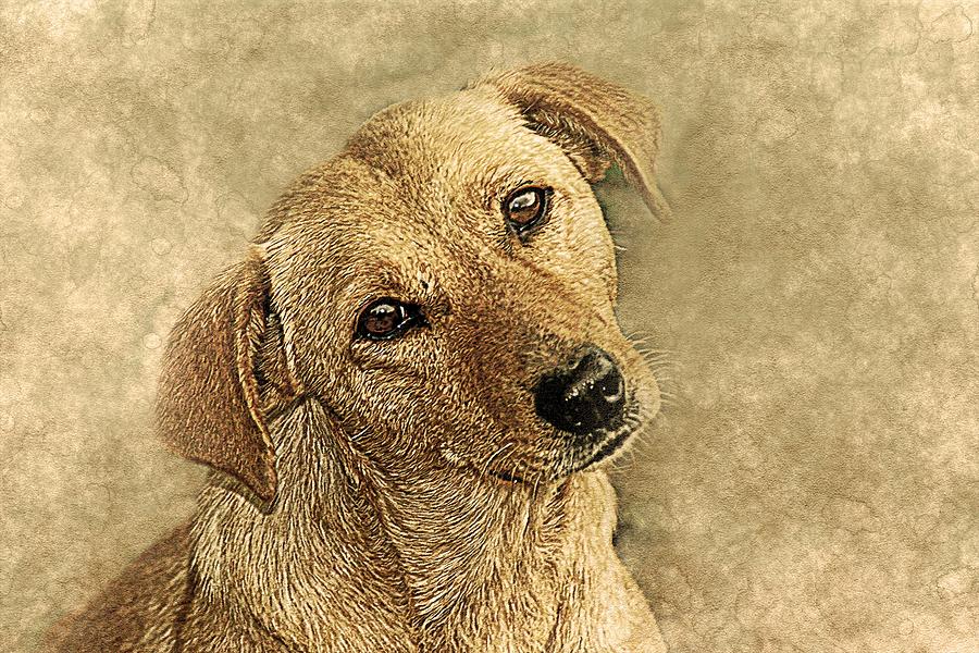 Dog Digital Art - Dog Art #3 by Dog Art